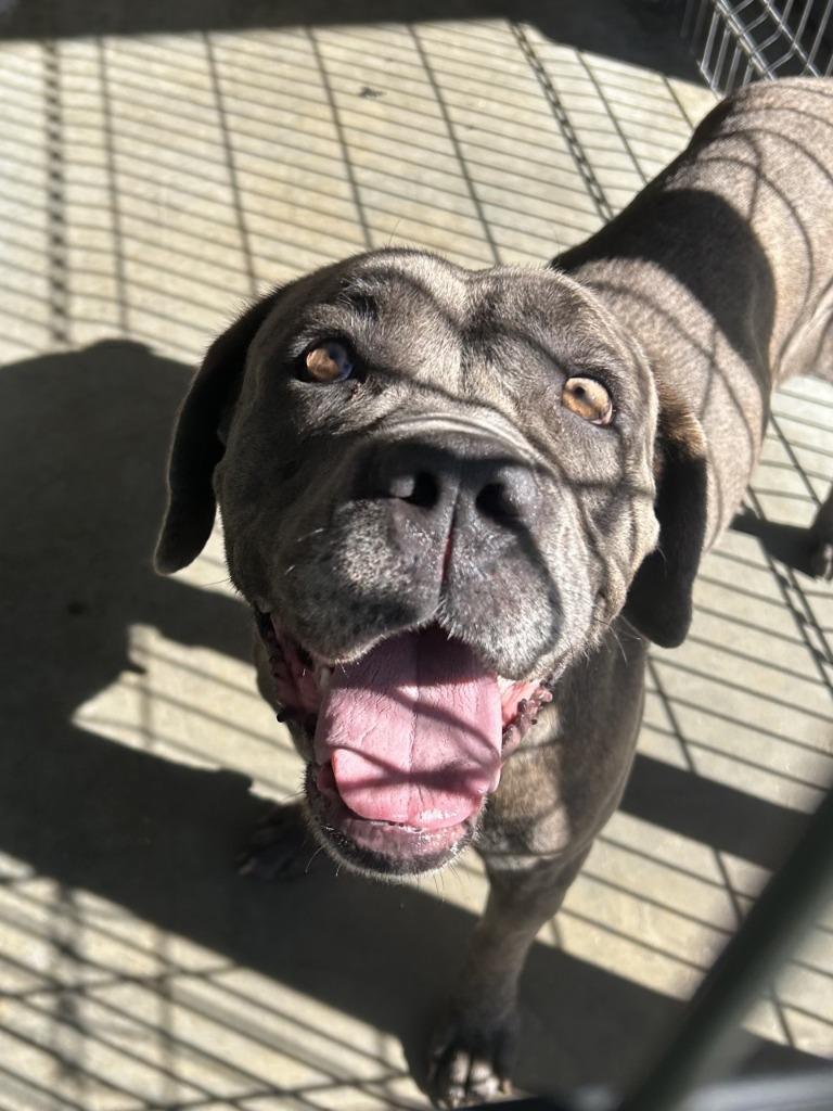 Tasha, Adoptable, Adult Female Cane Corso.