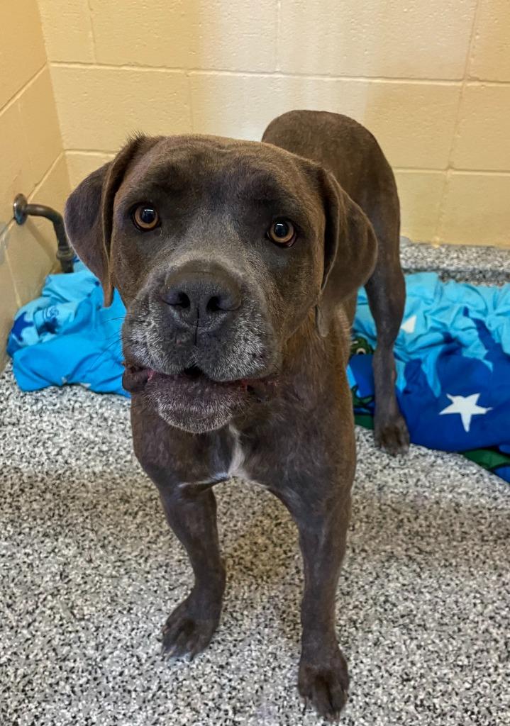 Enlarge Tasha, a Adoptable Cane Corso in Little Elm, TX image 2/3