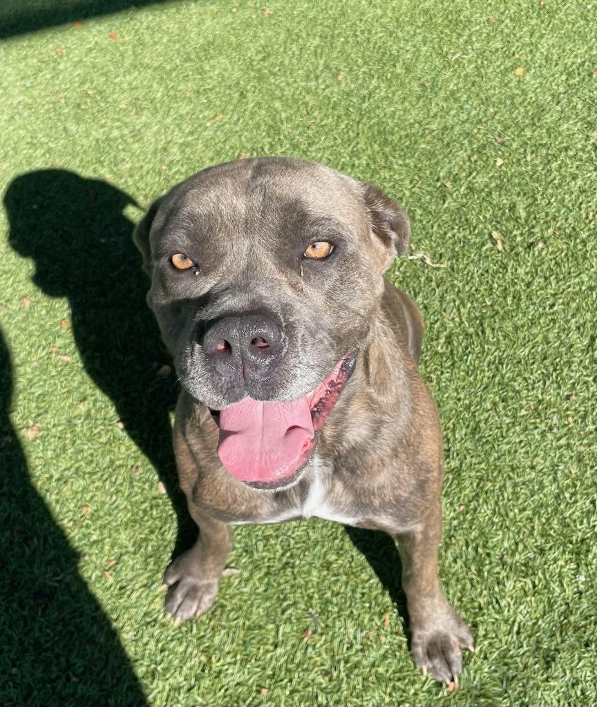 Enlarge Tasha, a Adoptable Cane Corso in Little Elm, TX image 3/3