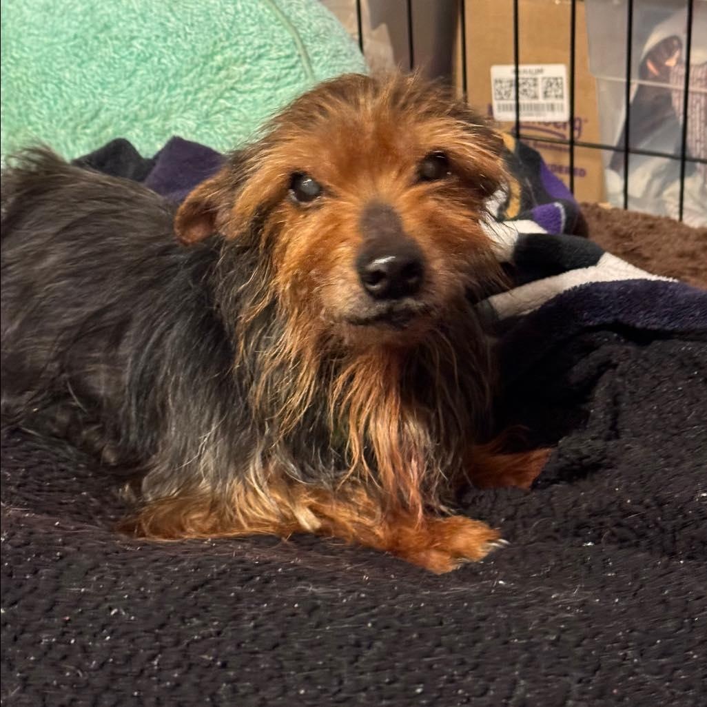 Clarence, adoptable, Senior Male Yorkshire Terrier.