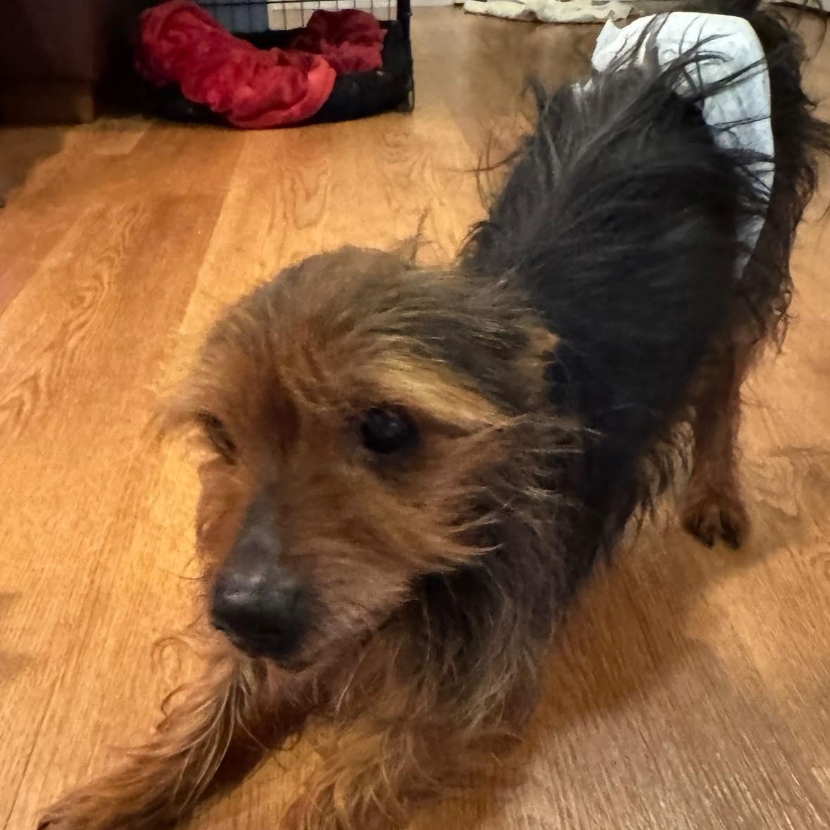 Enlarge Clarence, an adoptable mixed breed in Rockville, MD image 3/5