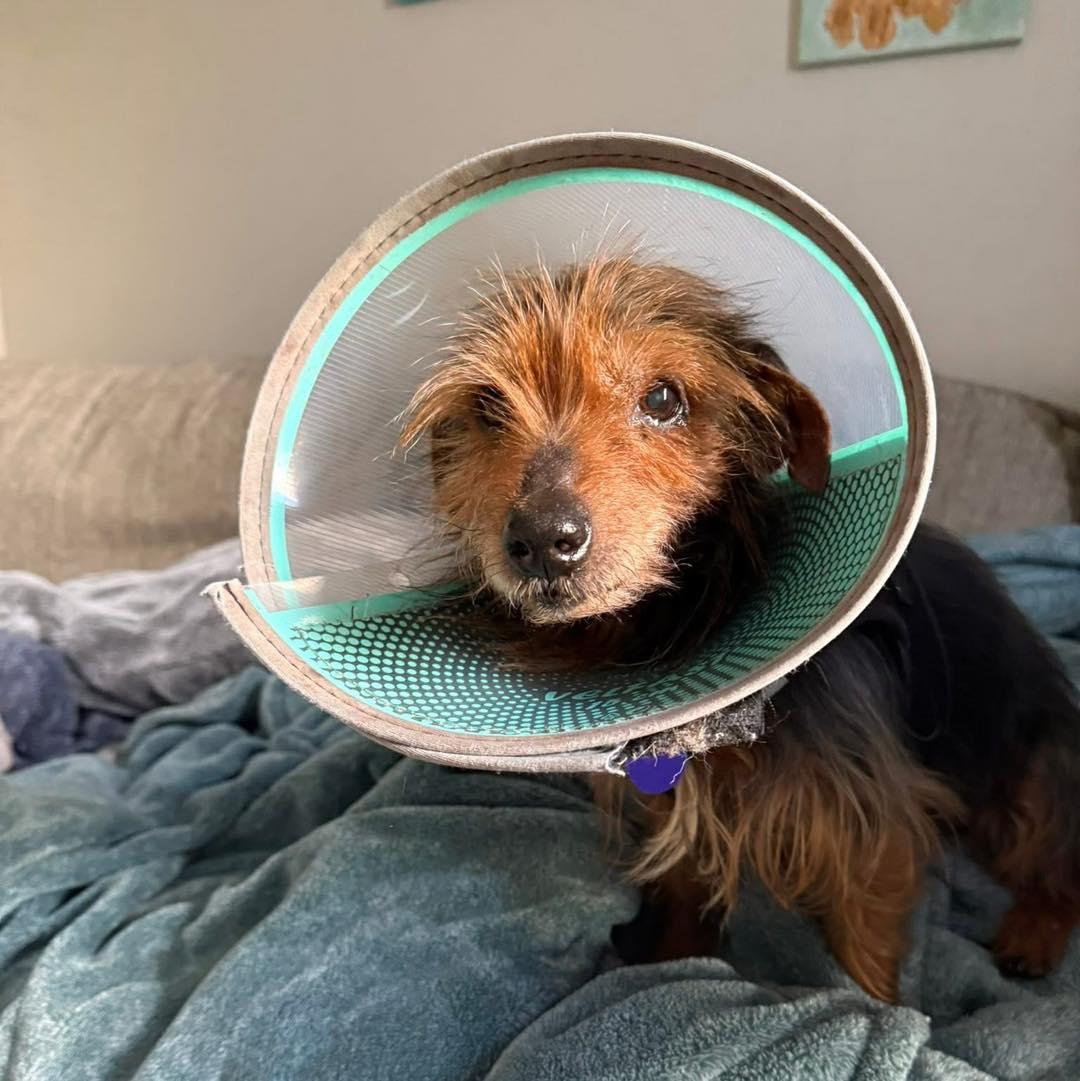 Enlarge Clarence, an adoptable mixed breed in Rockville, MD image 5/5