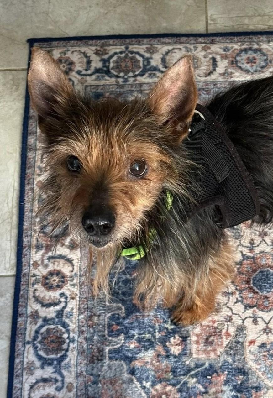 Enlarge Clarence, an adoptable mixed breed in Rockville, MD image 2/5