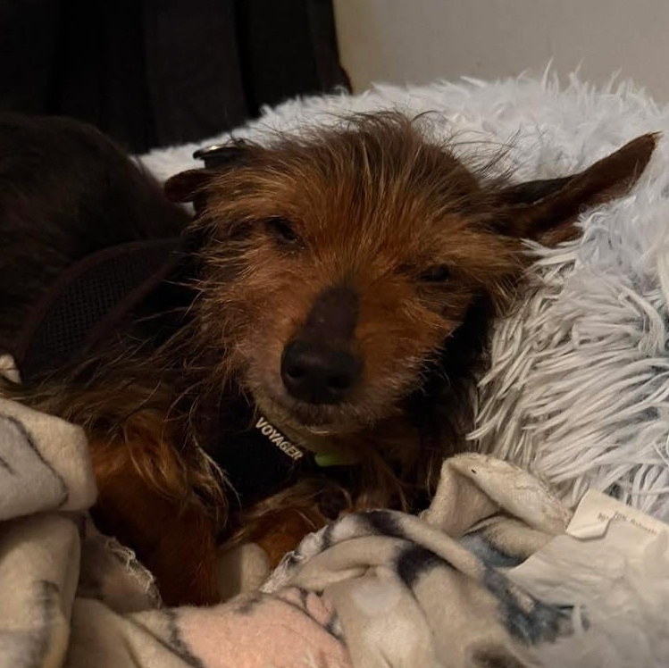 Enlarge Clarence, an adoptable mixed breed in Rockville, MD image 4/5