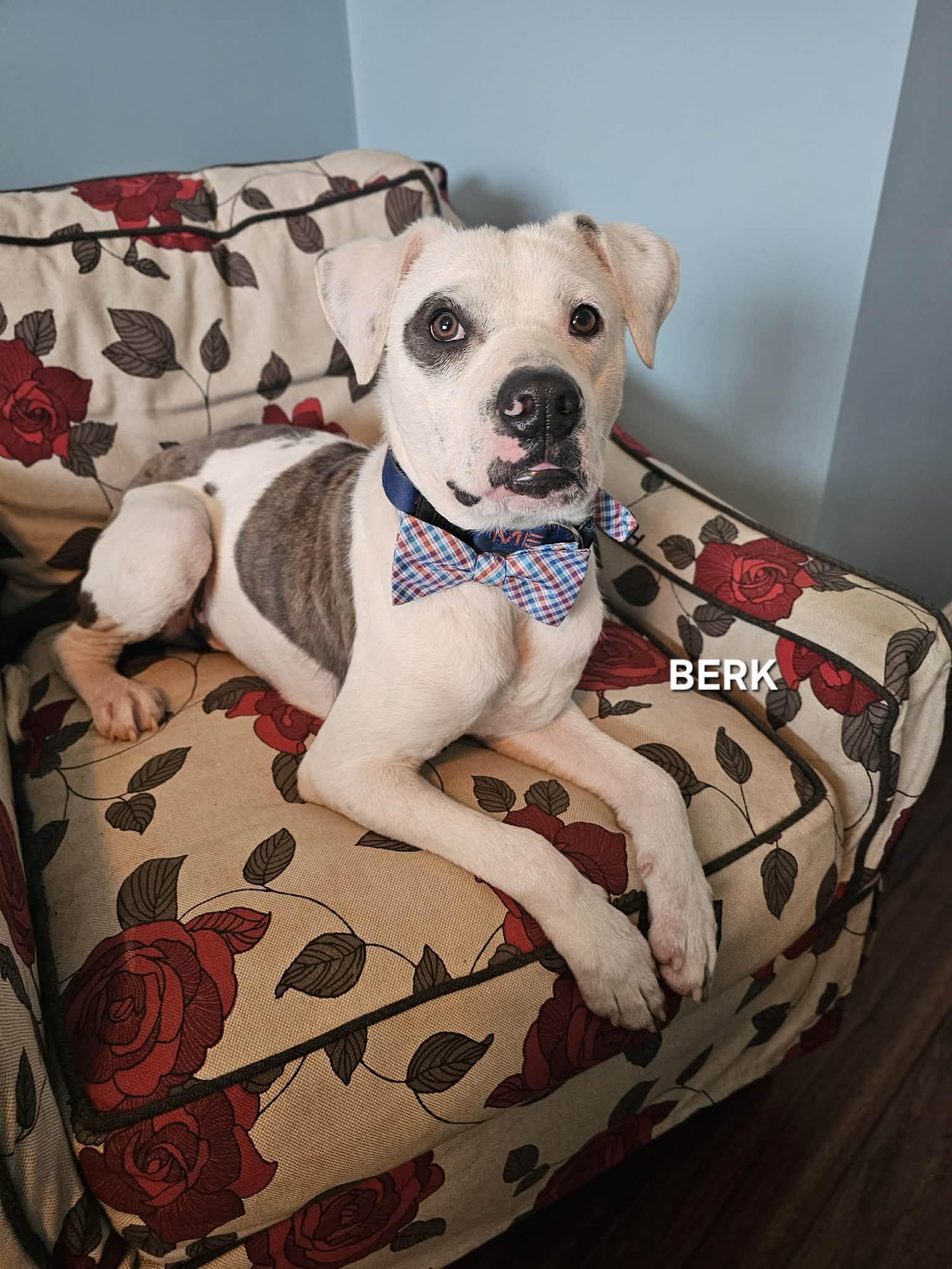 Enlarge Berk , an adopted mixed breed in Manhattan, NY image 5/6