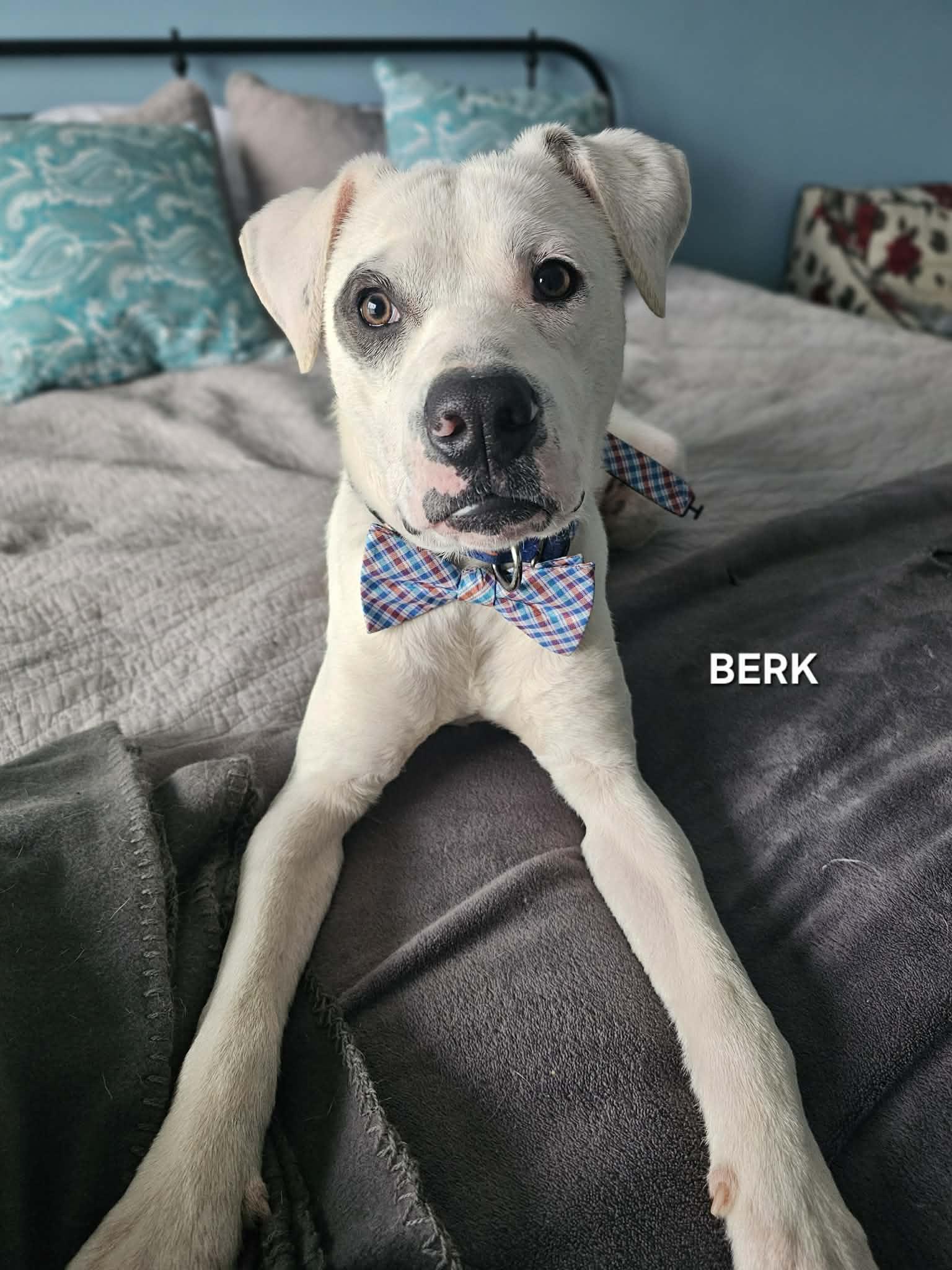Enlarge Berk , an adopted mixed breed in Manhattan, NY image 3/6