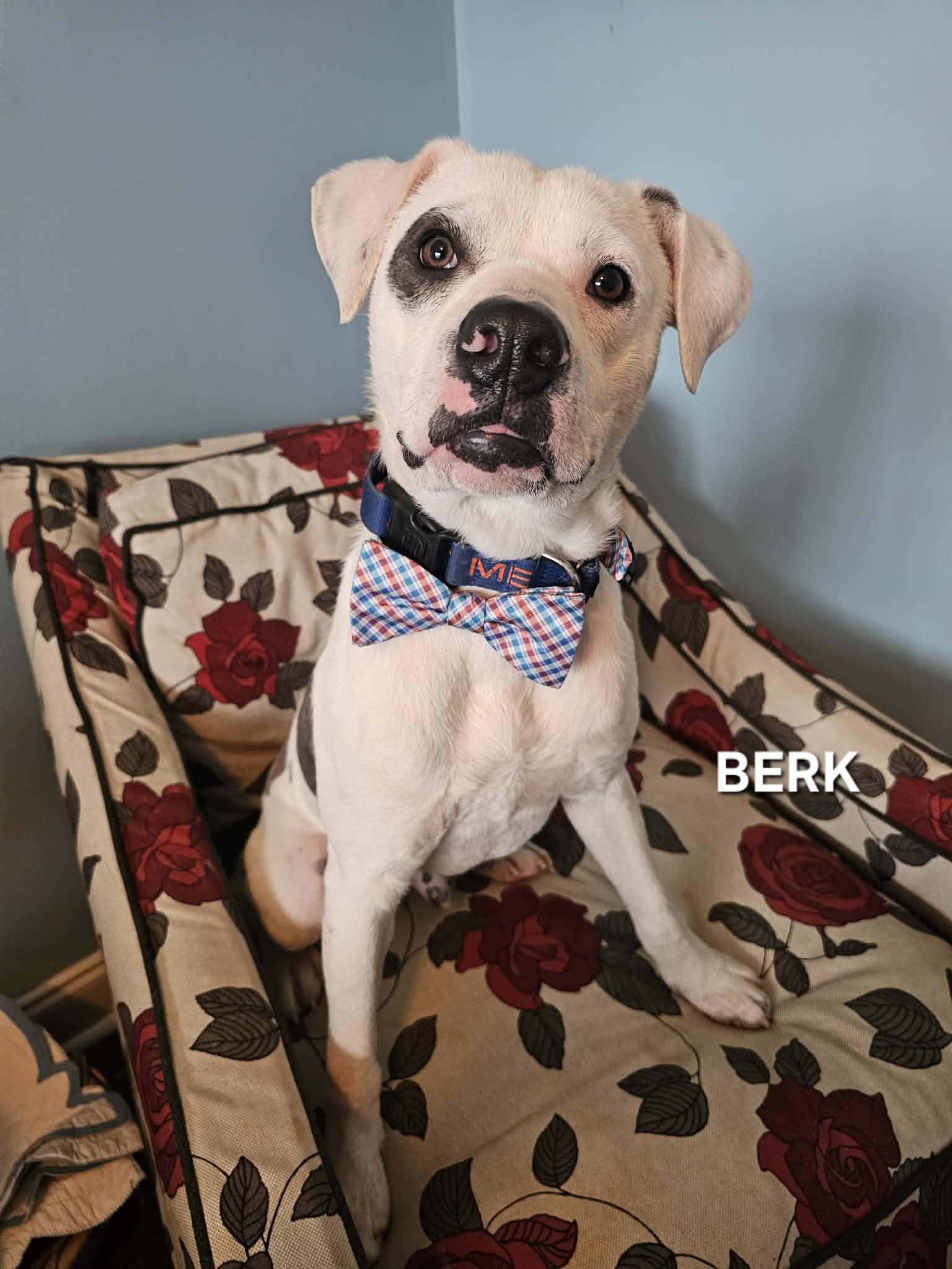 Enlarge Berk , an adopted mixed breed in Manhattan, NY image 6/6
