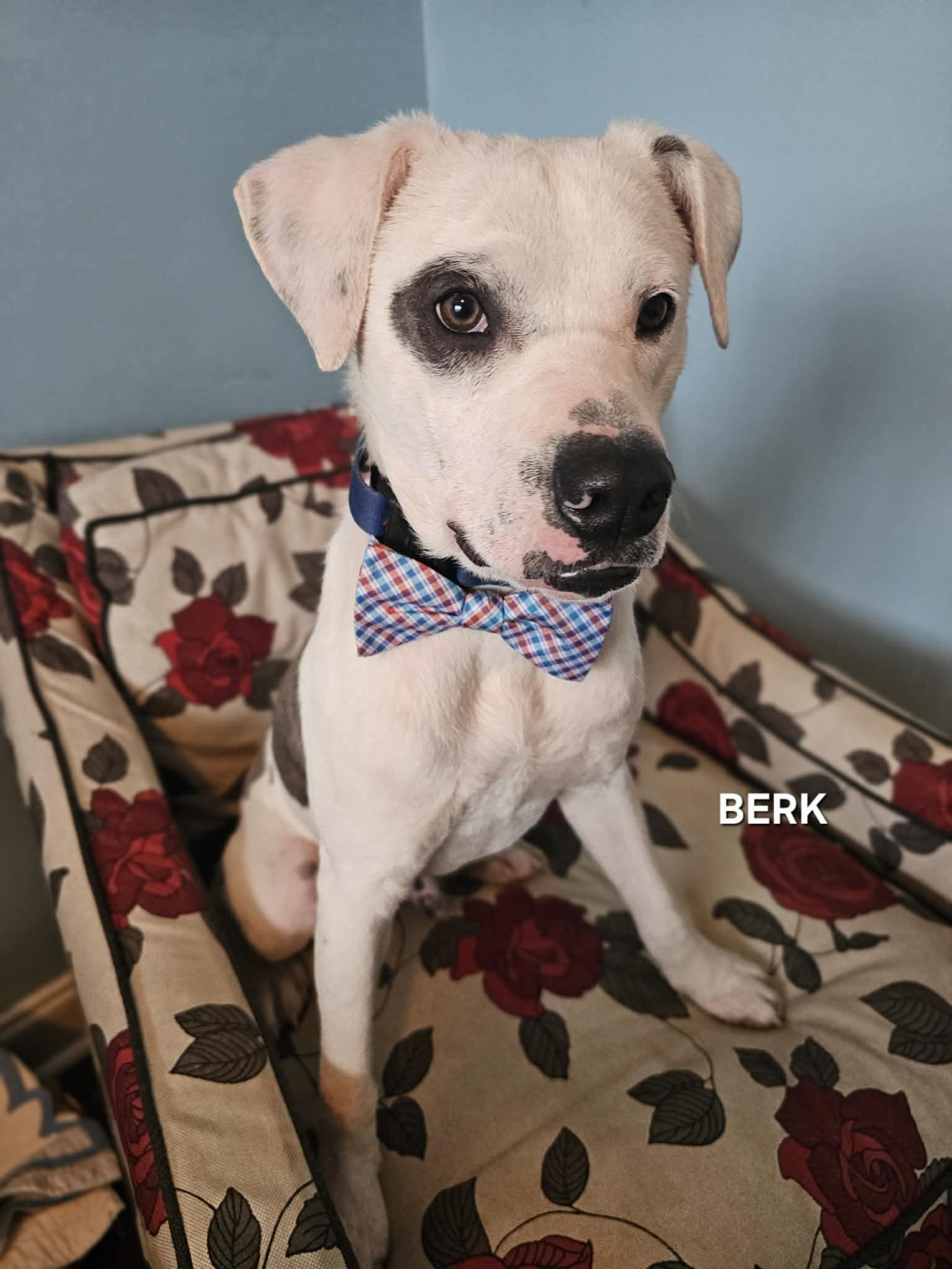 Enlarge Berk , an adopted mixed breed in Manhattan, NY image 4/6