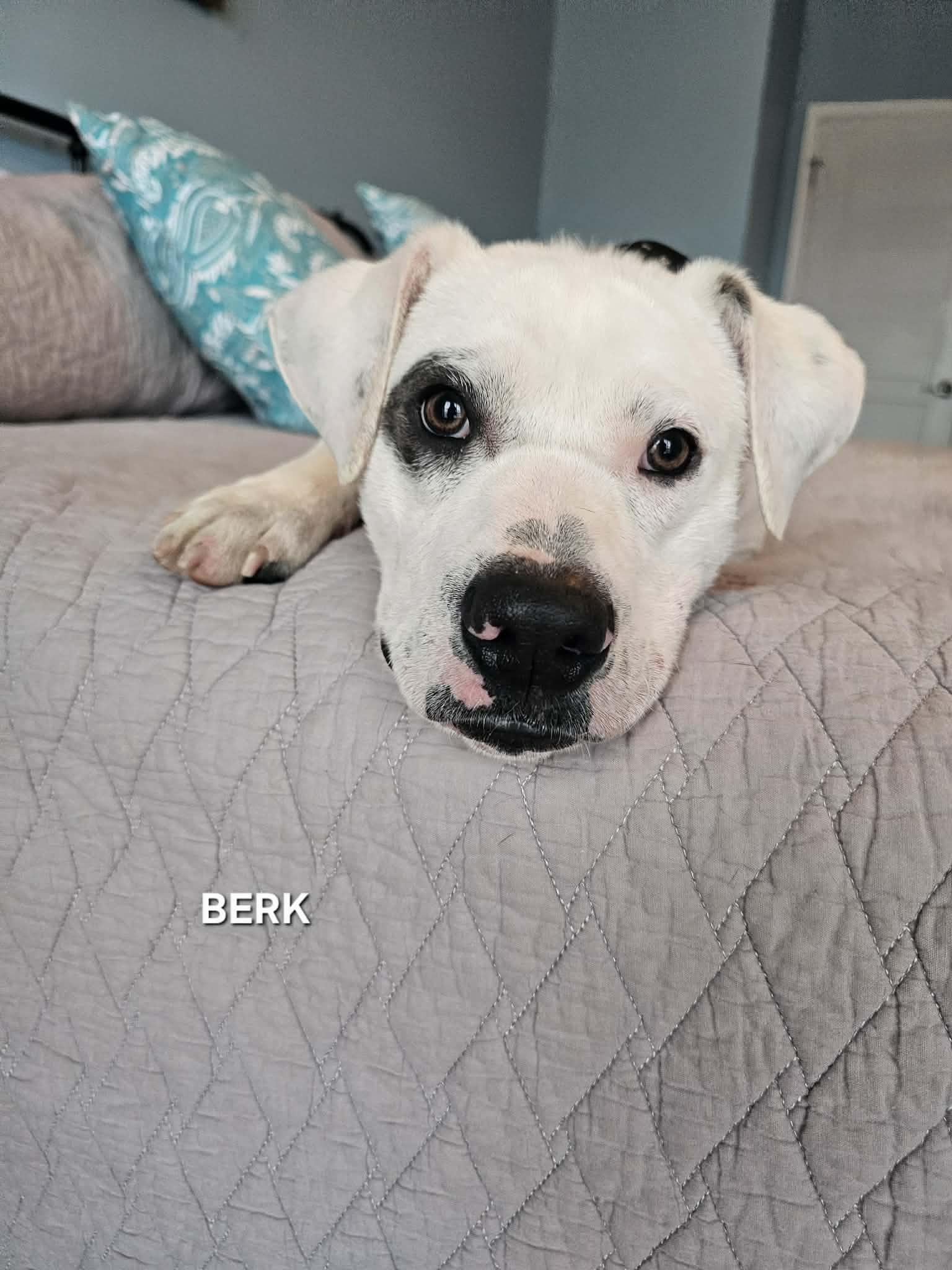 Enlarge Berk , an adopted mixed breed in Manhattan, NY image 2/6