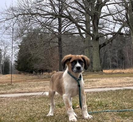 Enlarge Gino, an adopted mixed breed in Egg Harbor City, NJ image 3/4