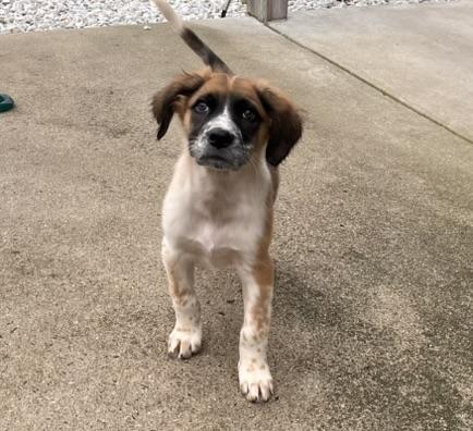 Enlarge Gino, an adopted mixed breed in Egg Harbor City, NJ image 4/4