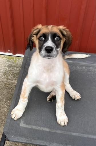 Enlarge Gino, an adopted mixed breed in Egg Harbor City, NJ image 2/4