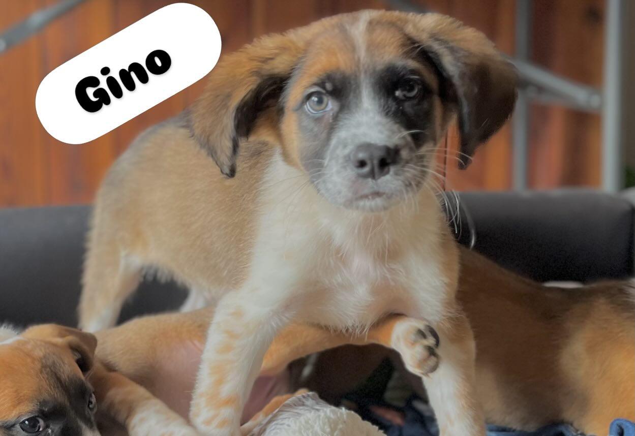 Enlarge Gino, a Adoptable mixed breed in Egg Harbor City, NJ image 1/3