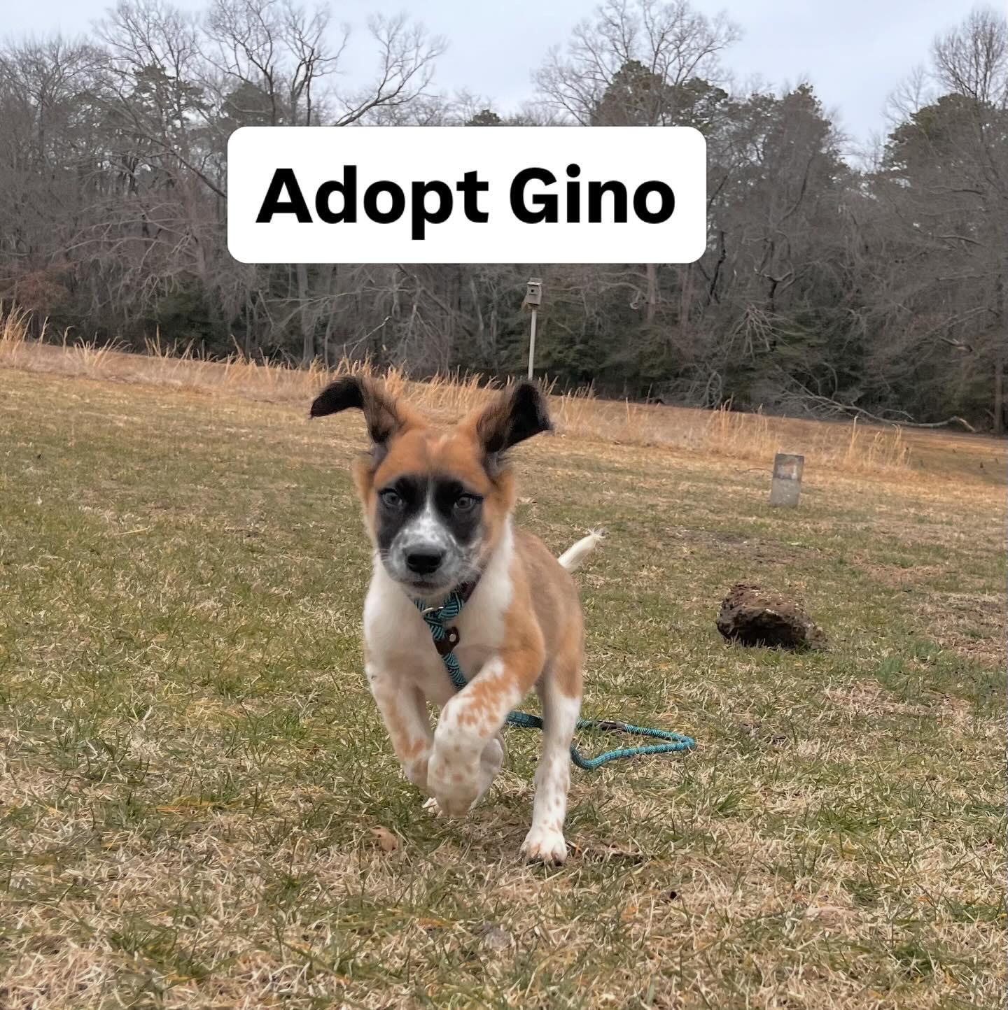 Enlarge Gino, an adopted mixed breed in Egg Harbor City, NJ image 1/4