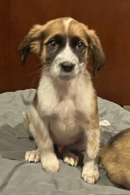 Enlarge Gino, a Adoptable mixed breed in Egg Harbor City, NJ image 3/3