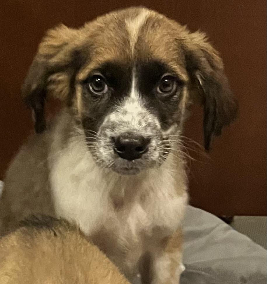 Enlarge Gino, a Adoptable mixed breed in Egg Harbor City, NJ image 2/3