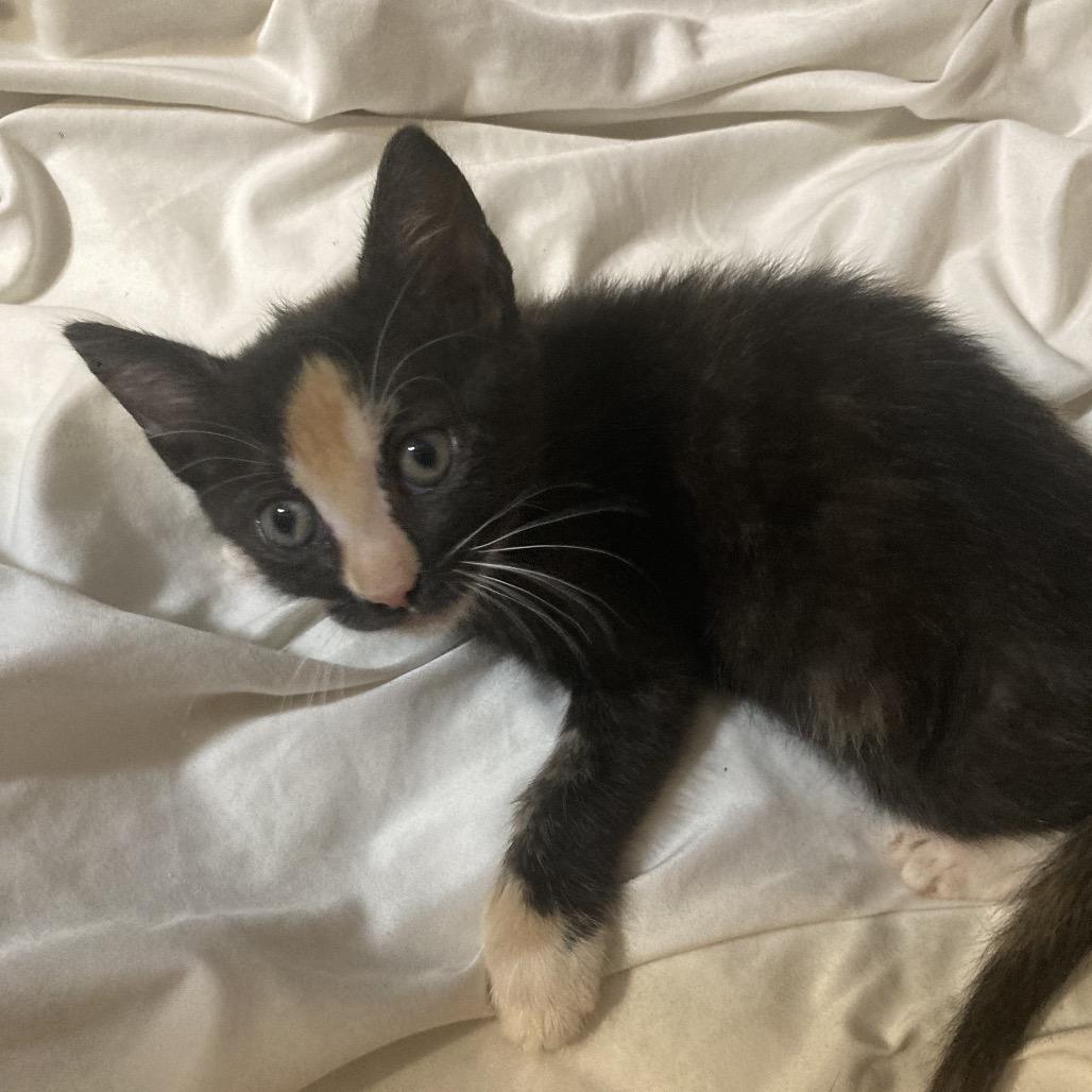 Rosie Dyal-SD, Adoptable, Kitten Female Domestic Short Hair.