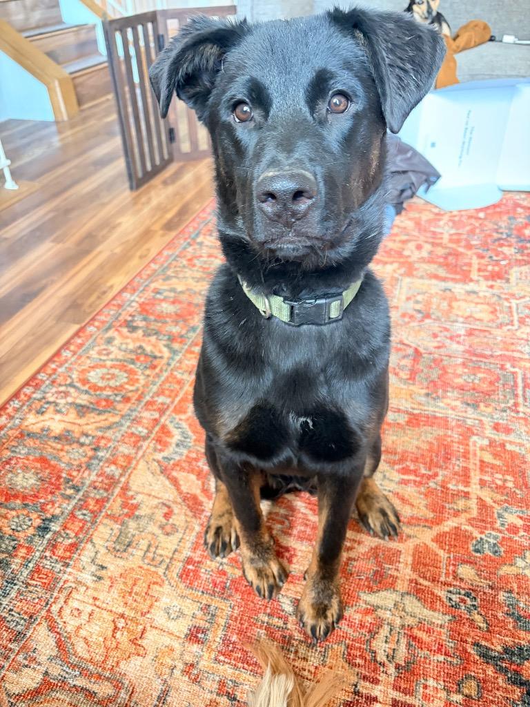 Lady, Adoptable, Puppy Female Labrador Retriever & Rottweiler.