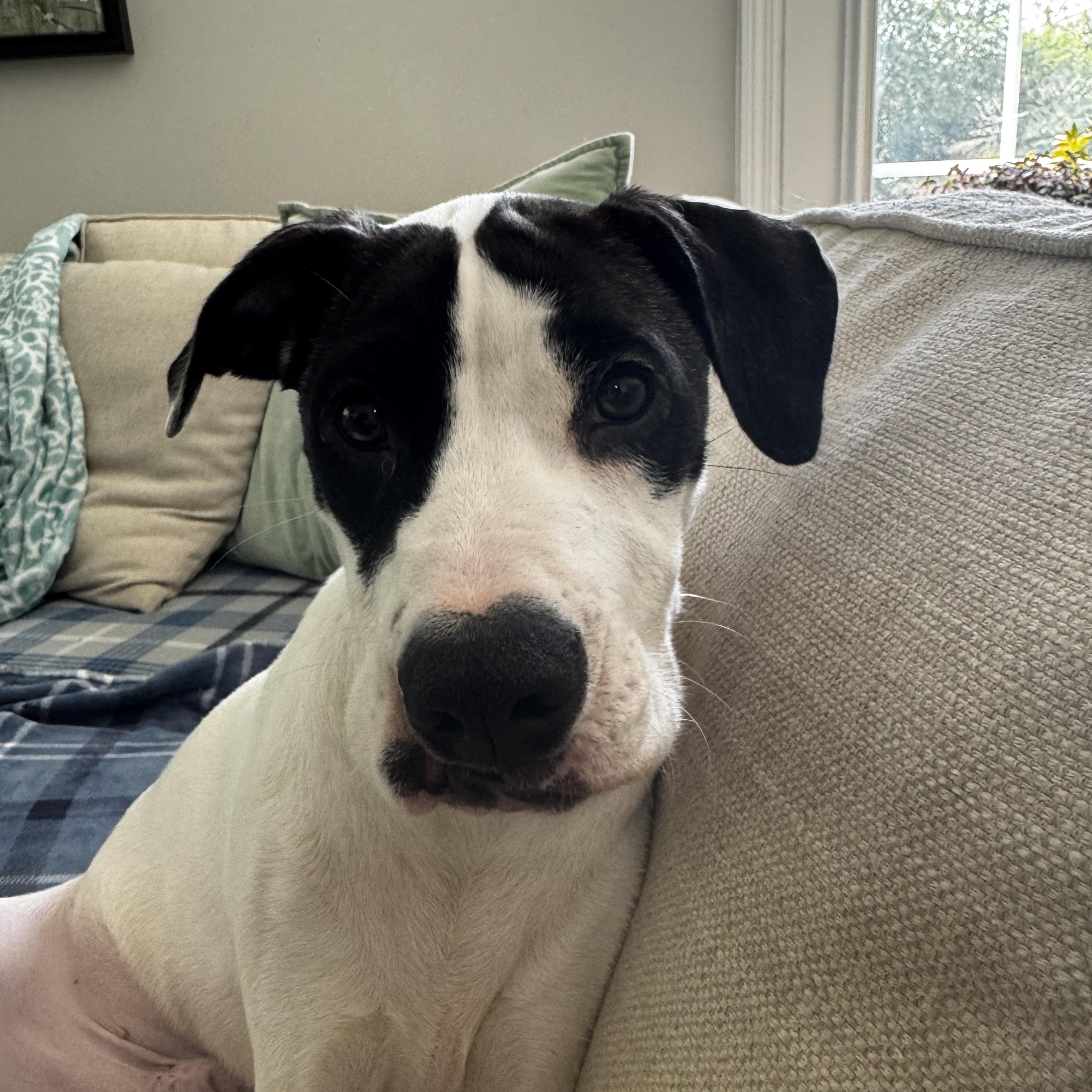 Enlarge Sebastian, a ADOPTABLE mixed breed in Rock Hill, SC image 3/3