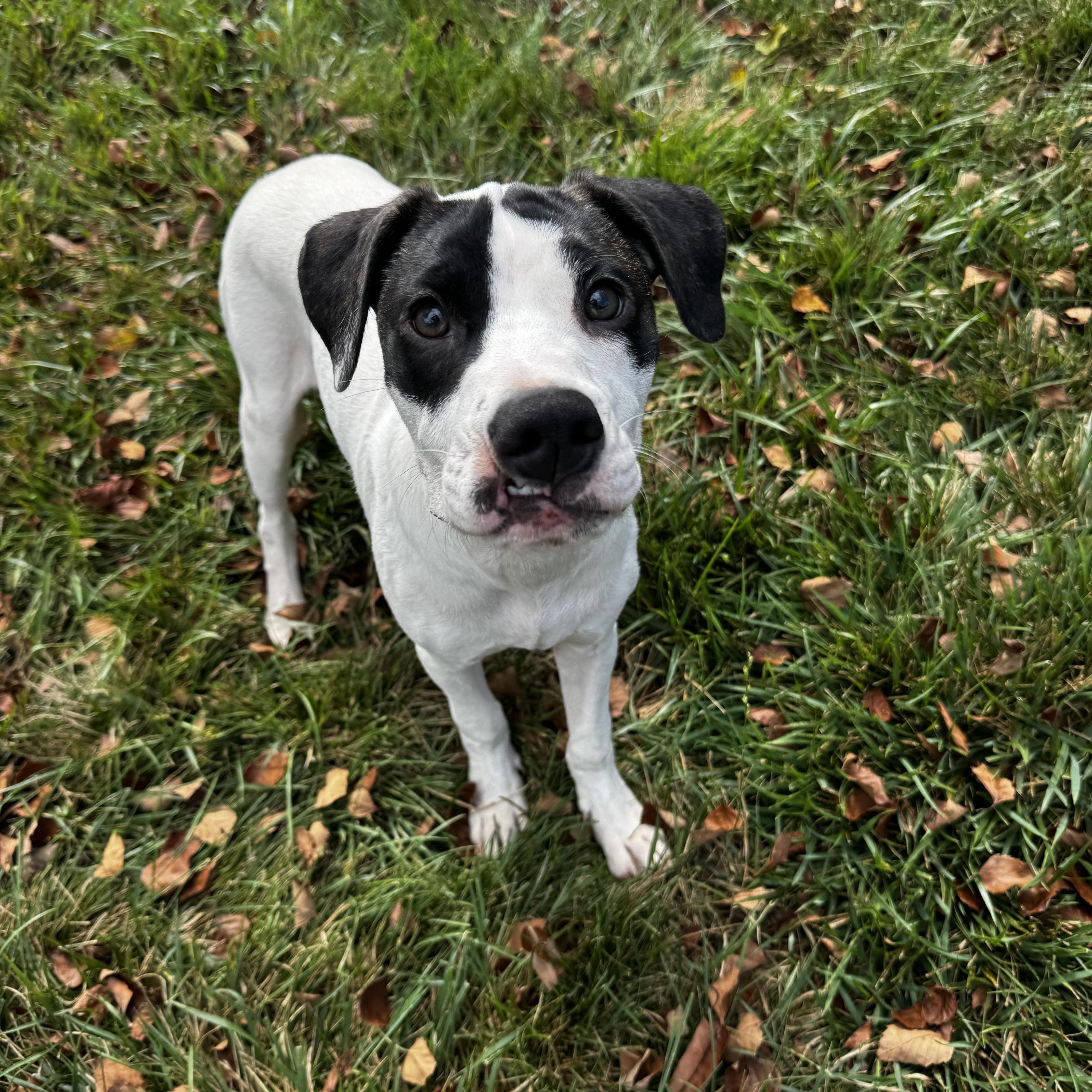 Enlarge Sebastian, a ADOPTABLE mixed breed in Rock Hill, SC image 1/3