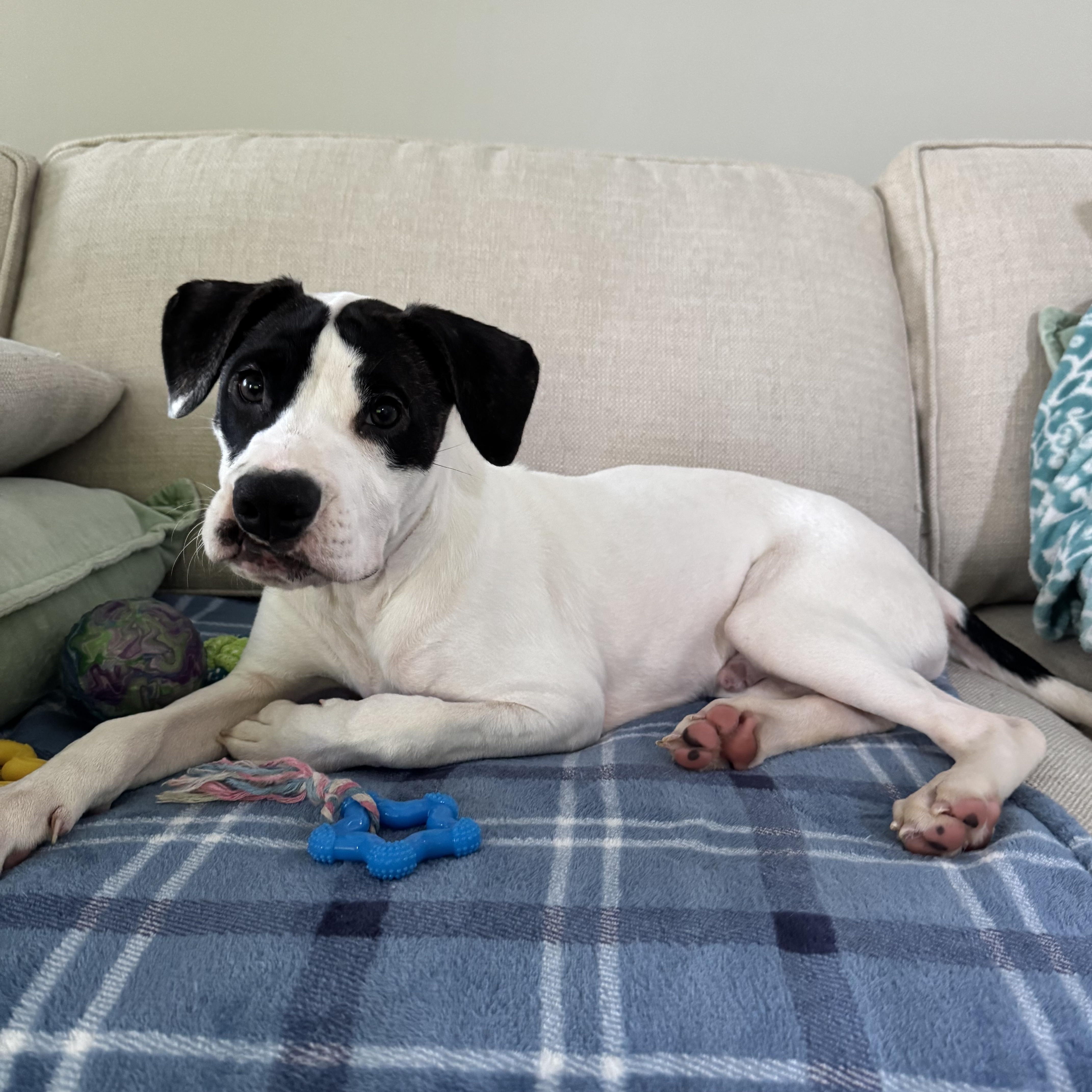 Enlarge Sebastian, a ADOPTABLE mixed breed in Rock Hill, SC image 2/3