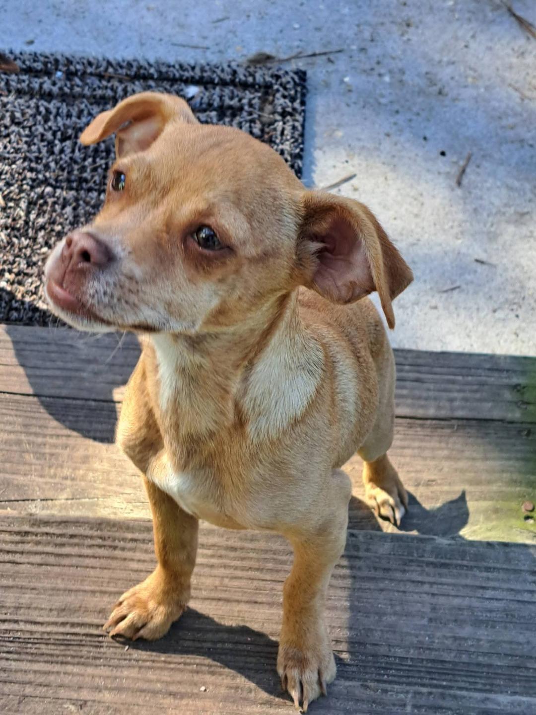 Peanut, Adoptable, Young Male Chihuahua & Dachshund.