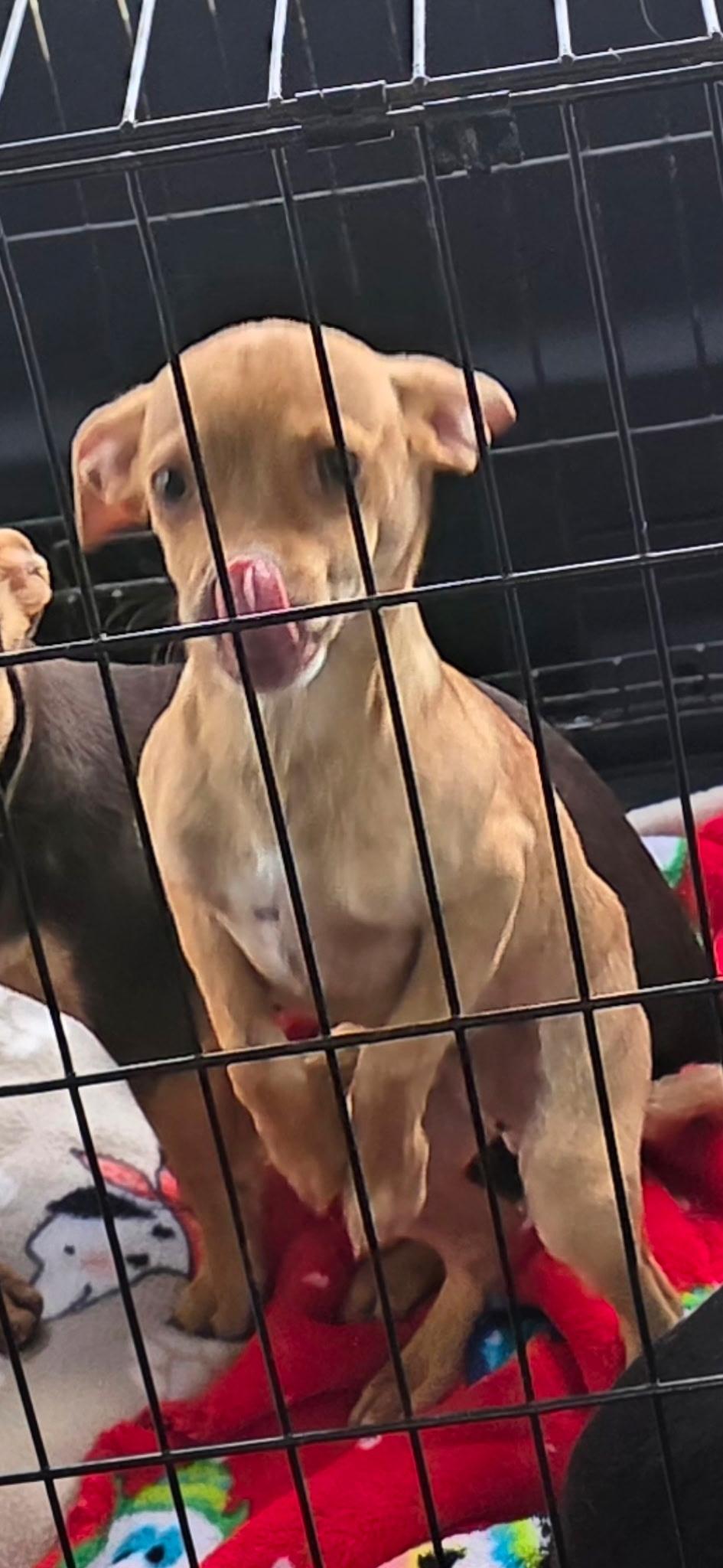 Enlarge Peanut, a Adoptable mixed breed in Mary Esther, FL image 1/1