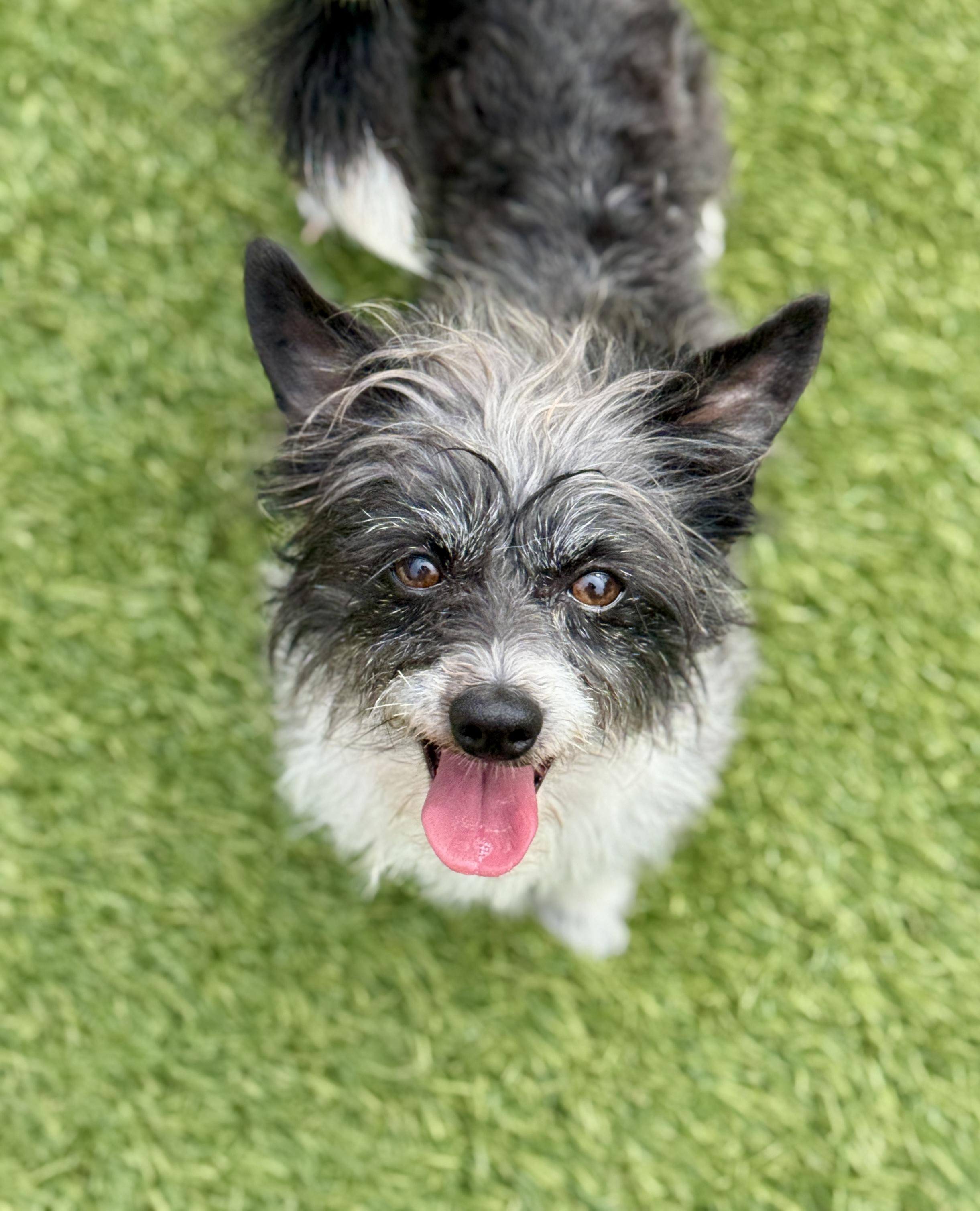 Kenji Terrier Dog