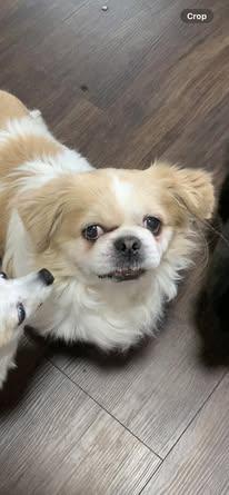 Enlarge Chewy, a Adopted Pekingese in Ashville, OH image 2/2