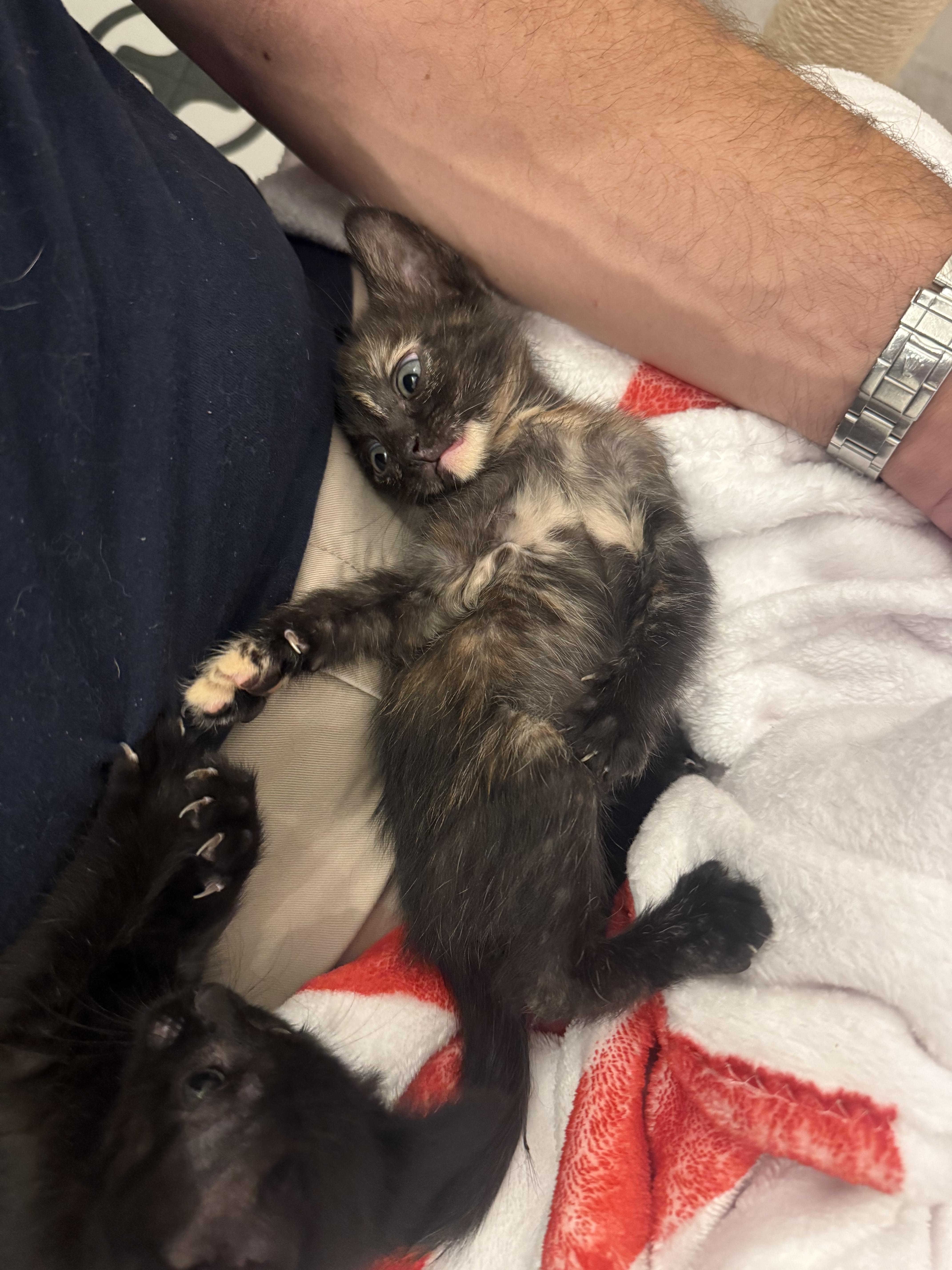 Enlarge Pepper, a Adoptable Domestic Short Hair in Pacific Palisades, CA image 5/6
