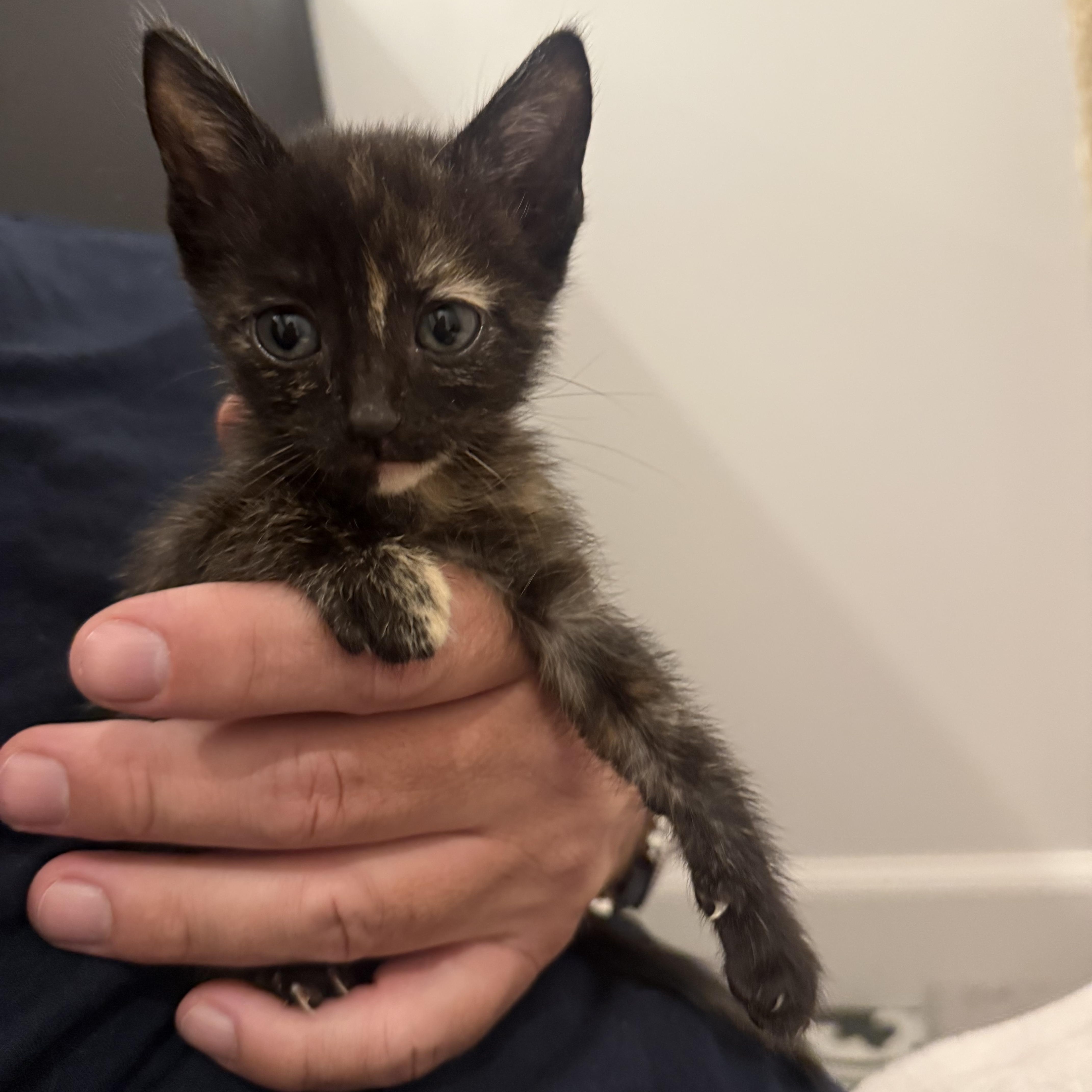 Pepper, Adoptable, Kitten Female Domestic Short Hair.
