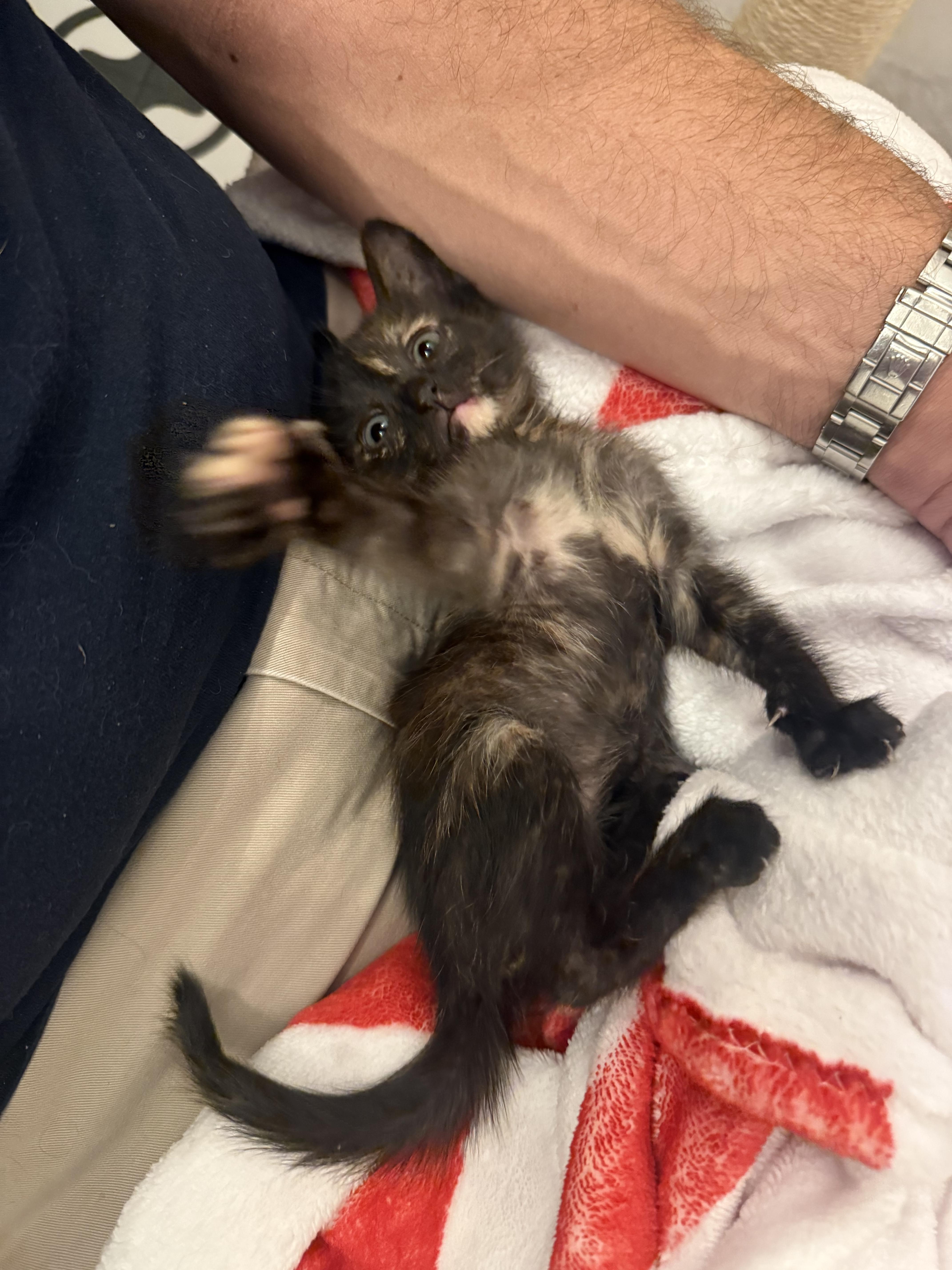 Enlarge Pepper, a Adoptable Domestic Short Hair in Pacific Palisades, CA image 4/6