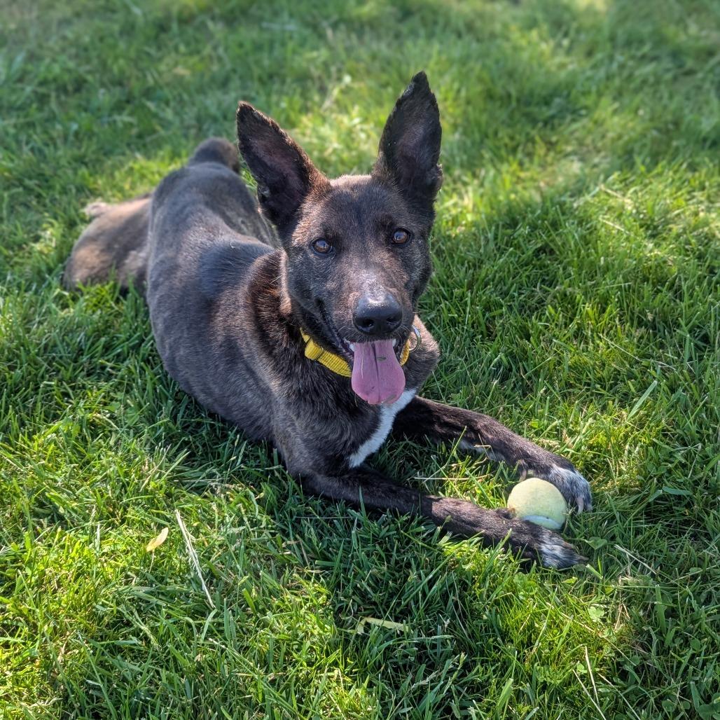 Poppy, Adoptable, Adult Female Mixed Breed.