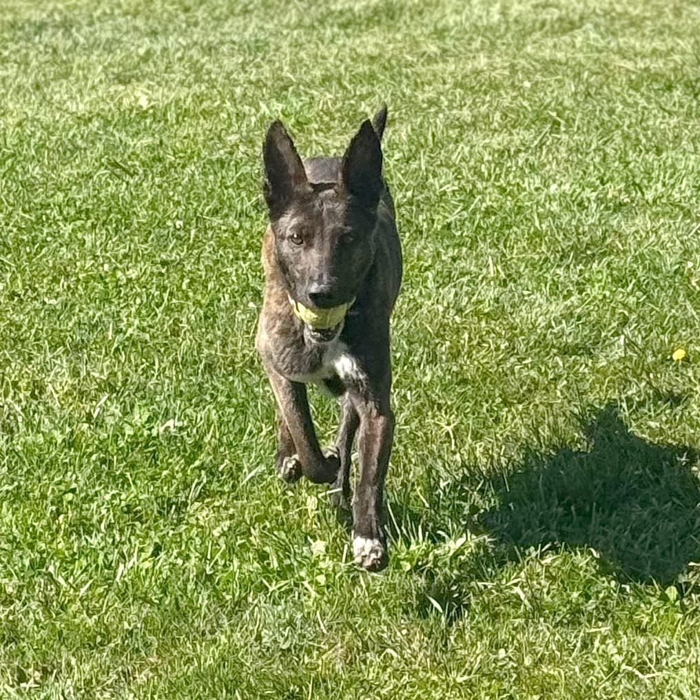 Enlarge Poppy, a Adoptable Mixed Breed in Hendersonville, NC image 2/6