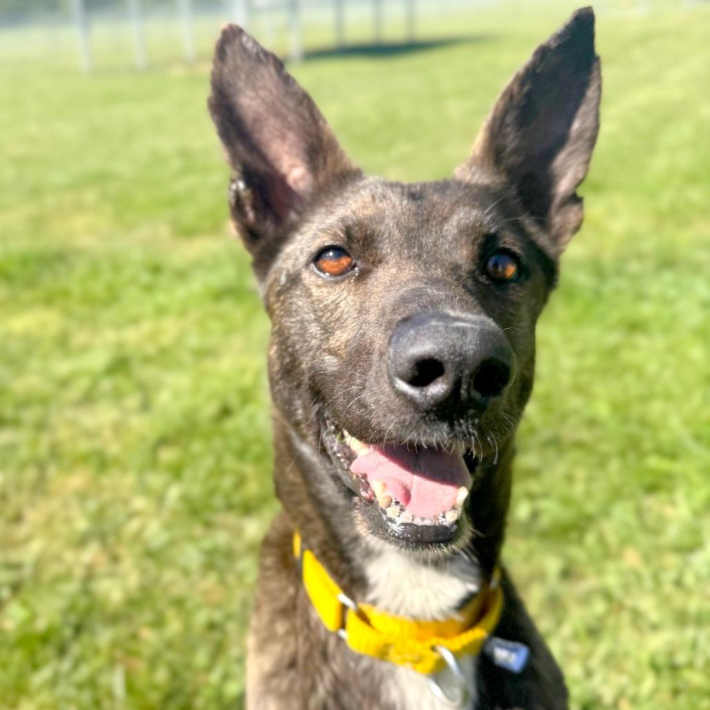 Enlarge Poppy, a Adoptable Mixed Breed in Hendersonville, NC image 3/6