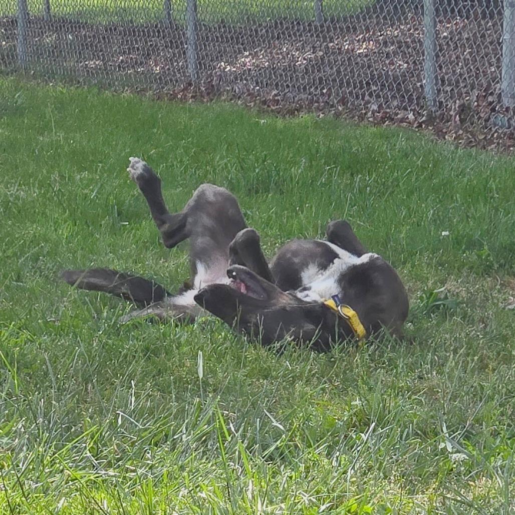 Enlarge Poppy, a Adoptable Mixed Breed in Hendersonville, NC image 4/6
