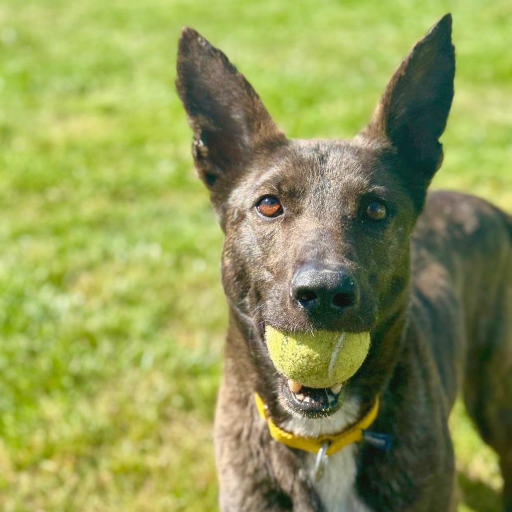 Enlarge Poppy, a Adoptable Mixed Breed in Hendersonville, NC image 5/6