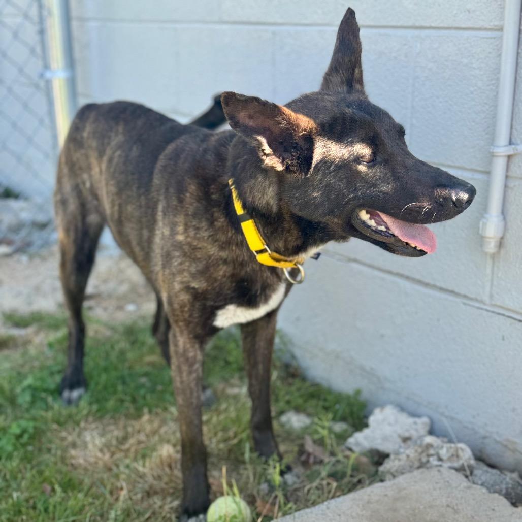 Enlarge Poppy, a Adoptable Mixed Breed in Hendersonville, NC image 6/6
