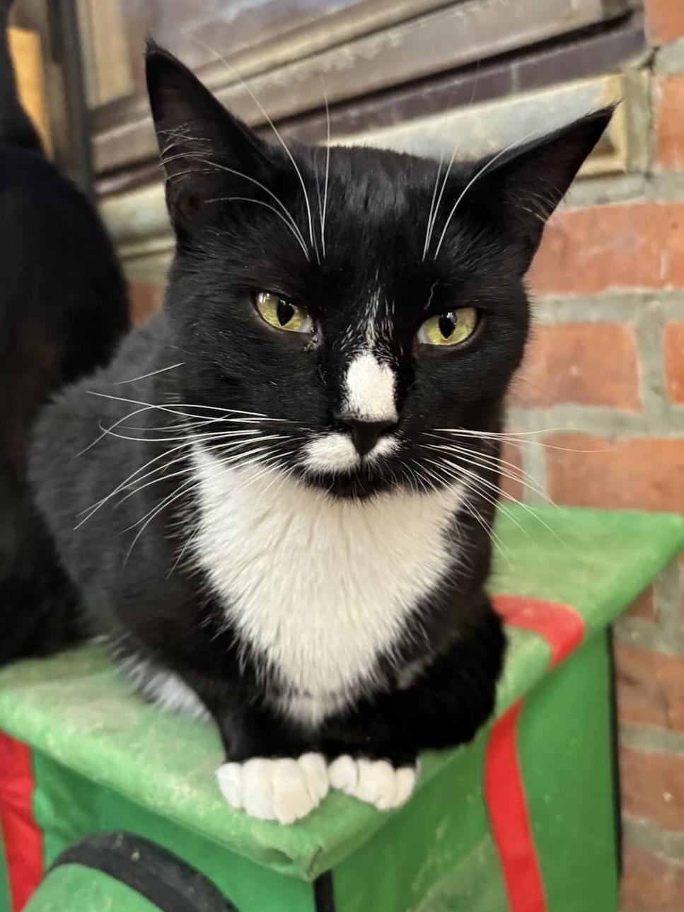 Cheyenne, a Adoptable Domestic Short Hair in Astoria, NY image 5/5