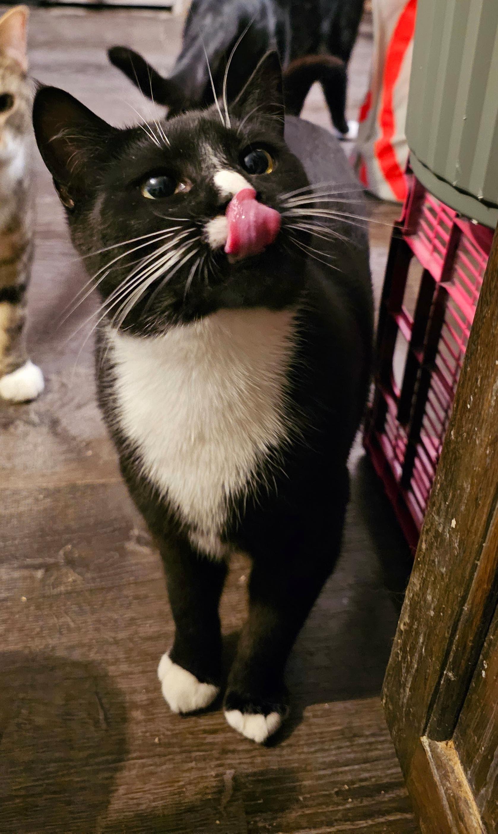 Cheyenne, a Adoptable Domestic Short Hair in Astoria, NY image 3/5