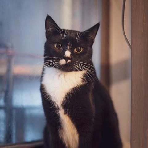 Cheyenne, a Adoptable Domestic Short Hair in Astoria, NY image 4/5