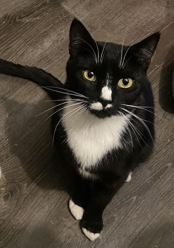 Cheyenne, a Adoptable Domestic Short Hair in Astoria, NY image 2/5