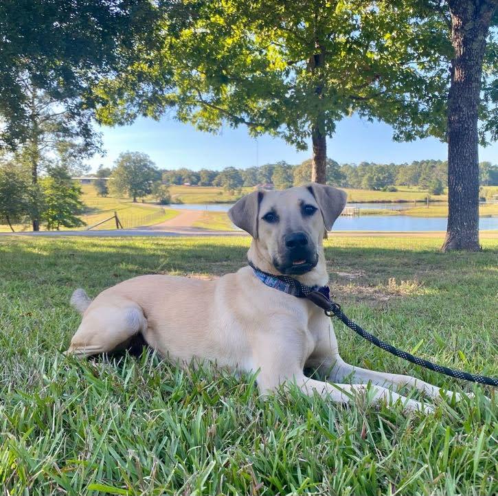 Poppi, adopted, Young Female Black Mouth Cur & Labrador Retriever.