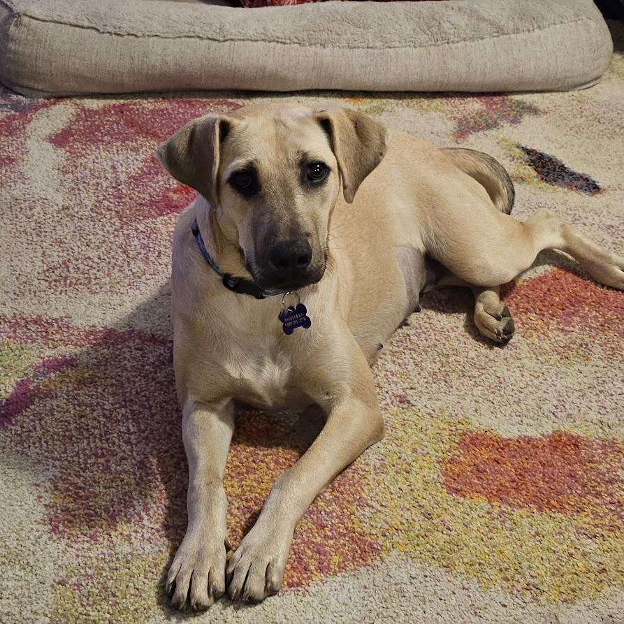 Enlarge Poppi, an adopted mixed breed in Valley Cottage, NY image 4/5