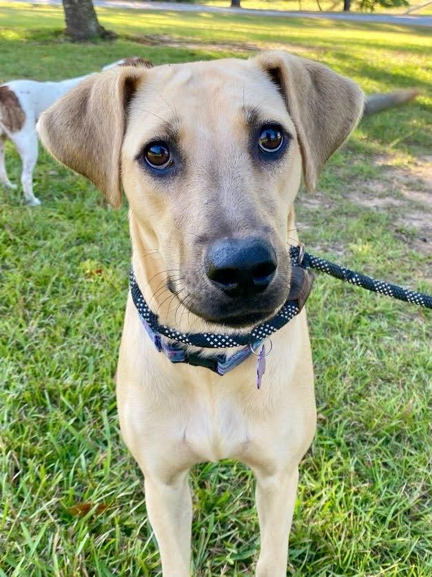 Enlarge Poppi, an adopted mixed breed in Valley Cottage, NY image 3/5