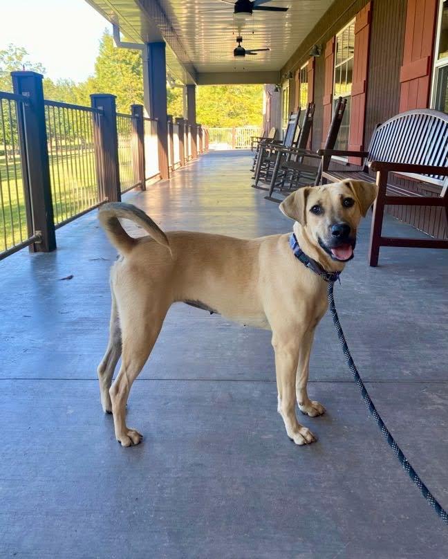 Enlarge Poppi, an adopted mixed breed in Valley Cottage, NY image 5/5