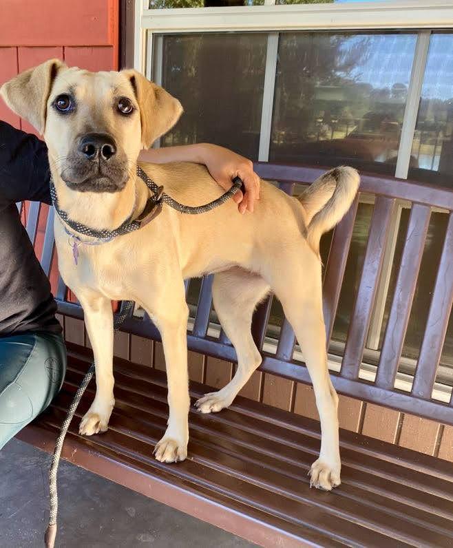 Enlarge Poppi, an adopted mixed breed in Valley Cottage, NY image 2/5