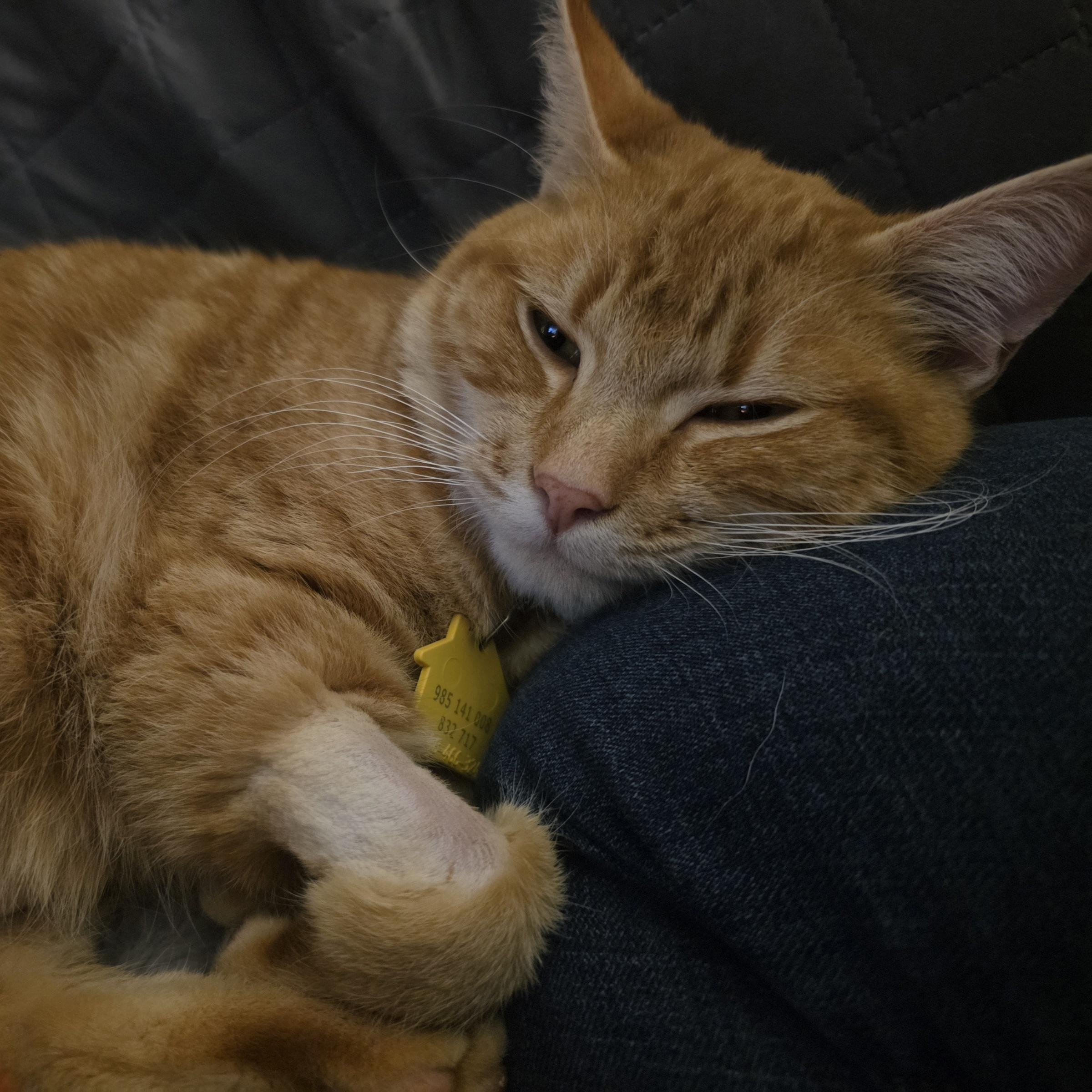 Enlarge Roo, an adopted Domestic Short Hair in Portland, OR image 2/6