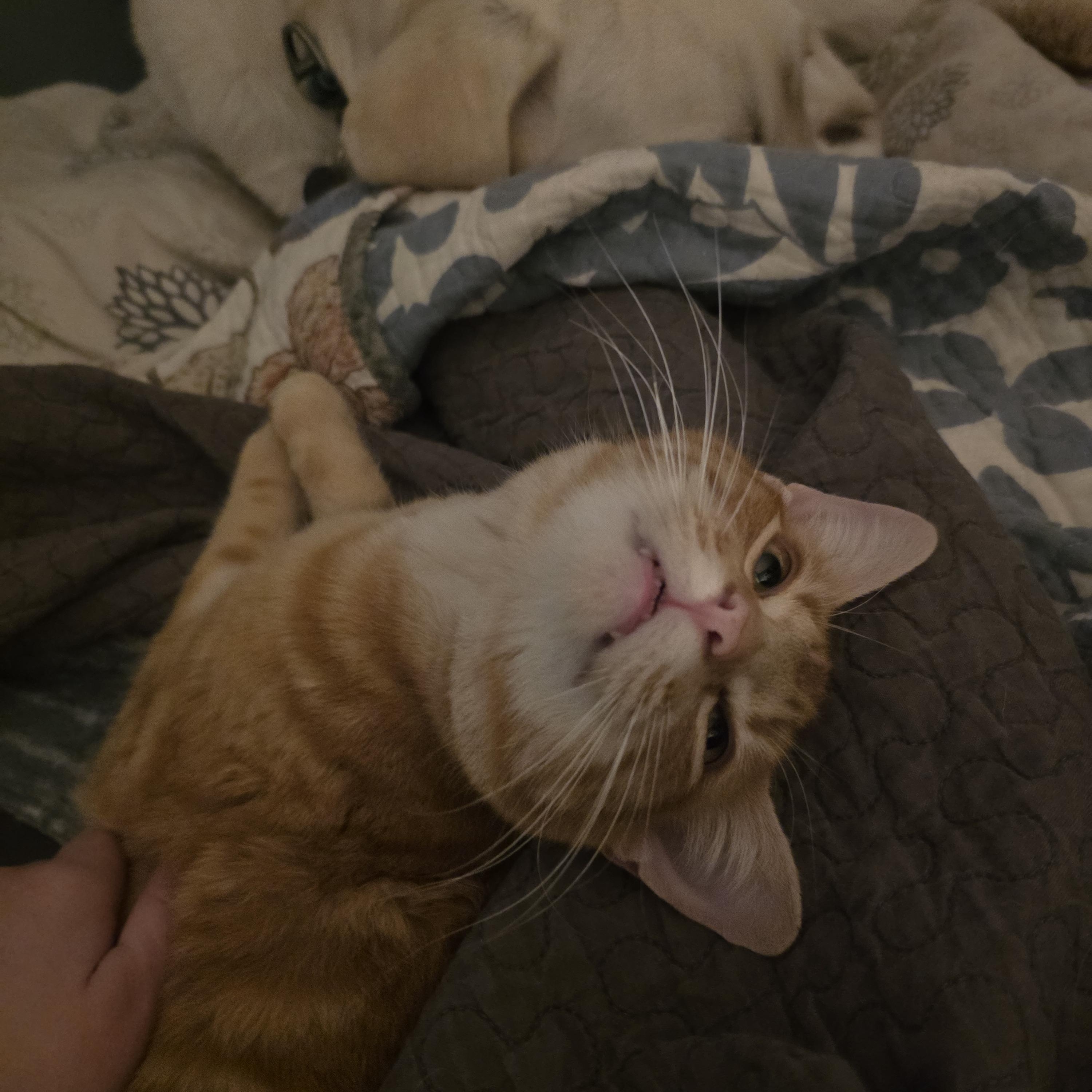 Enlarge Roo, an adopted Domestic Short Hair in Portland, OR image 3/6