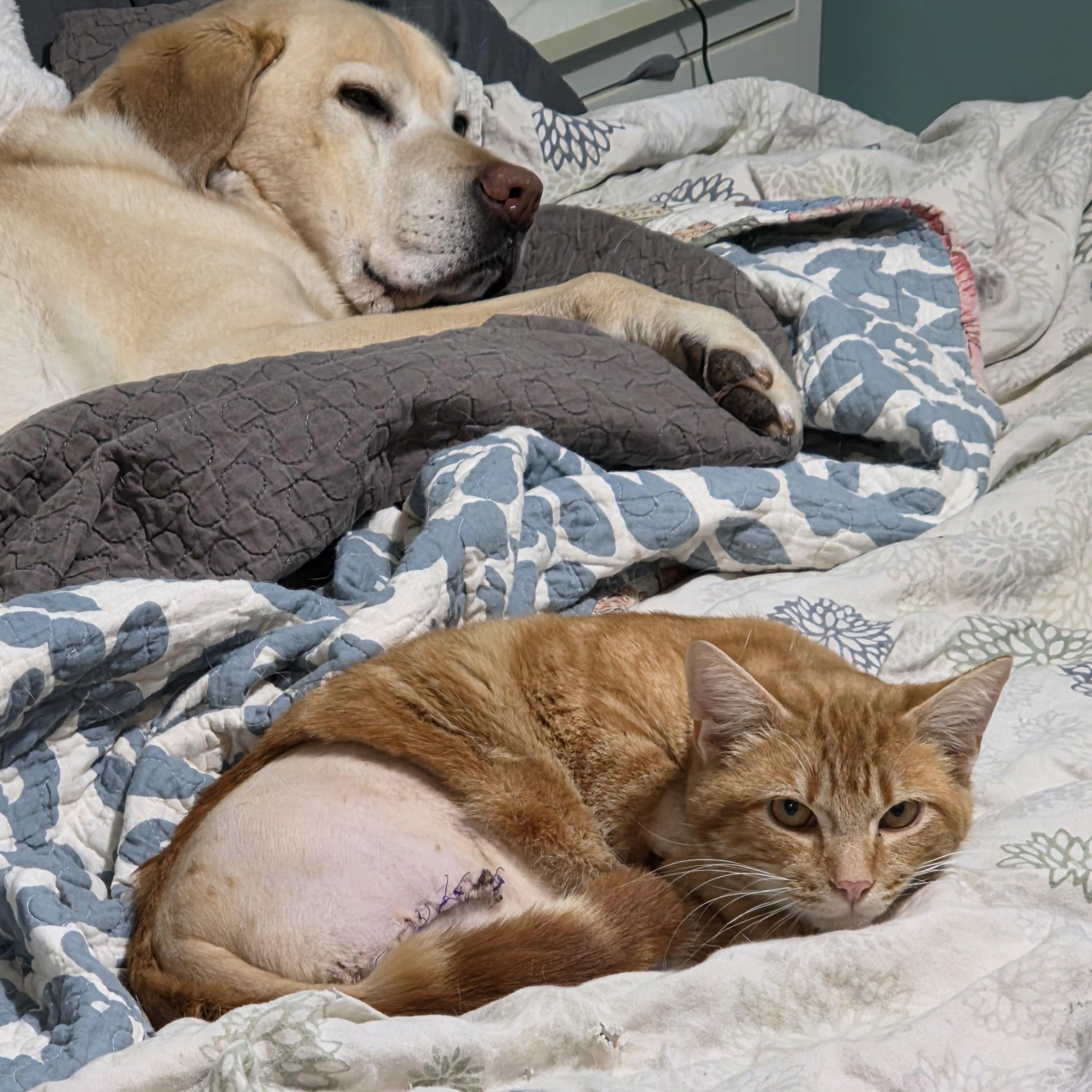 Enlarge Roo, an adopted Domestic Short Hair in Portland, OR image 4/6